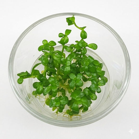 Tissue Culture Cup Bacopa monnieri