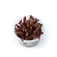 Tissue Culture Cup Alternanthera reineckii Red Alt