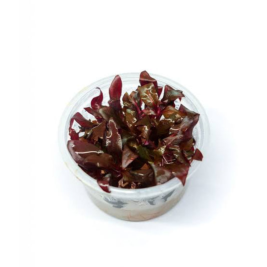 Tissue Culture Cup Alternanthera reineckii Red Alt