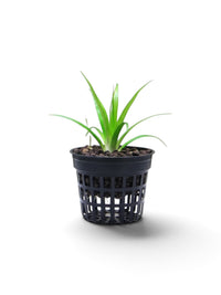 Eriocaulon parkeri