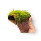 Terracotta pleco cave with moss
