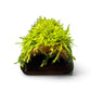 Terracotta pleco cave with moss