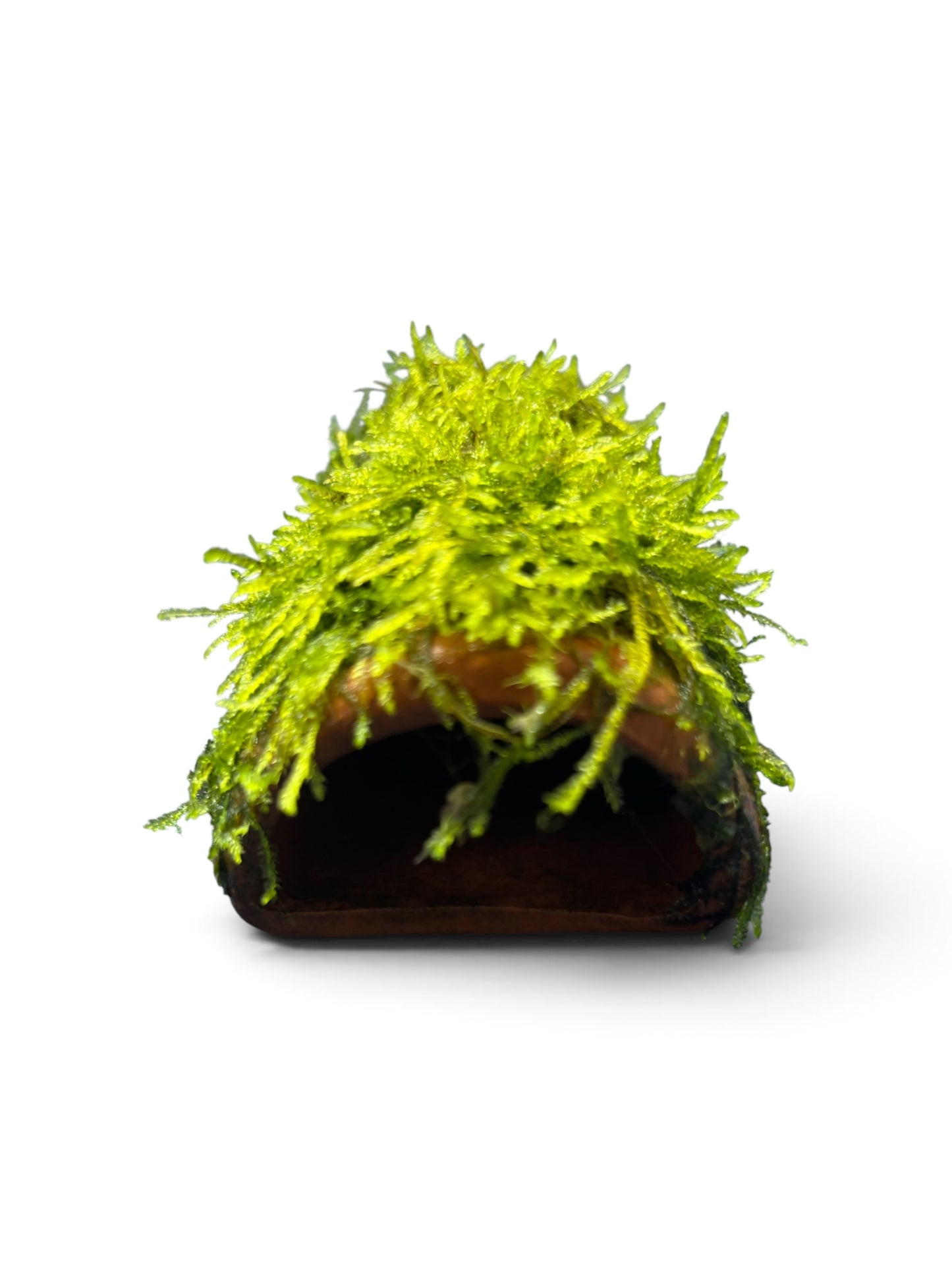 Terracotta pleco cave with moss