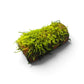 Terracotta pleco cave with moss