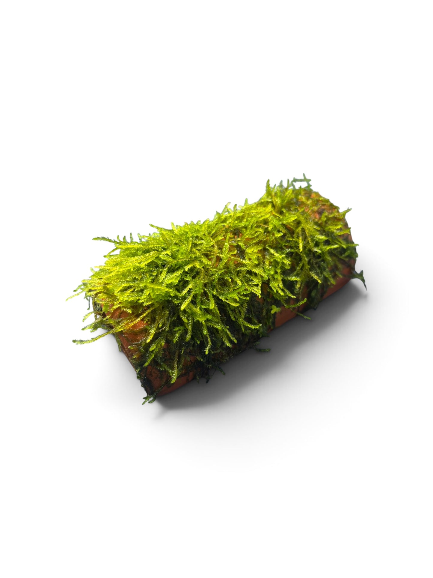 Terracotta pleco cave with moss