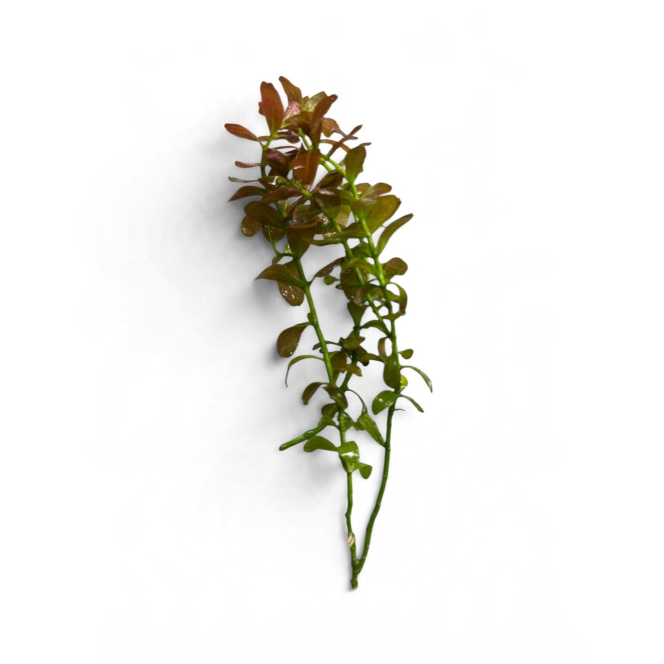 Cuphea anagalloidea
