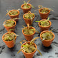 Cryptocoryne axelrodi terracotta x 10 Buy