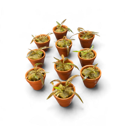 Cryptocoryne axelrodi terracotta x 10 Buy