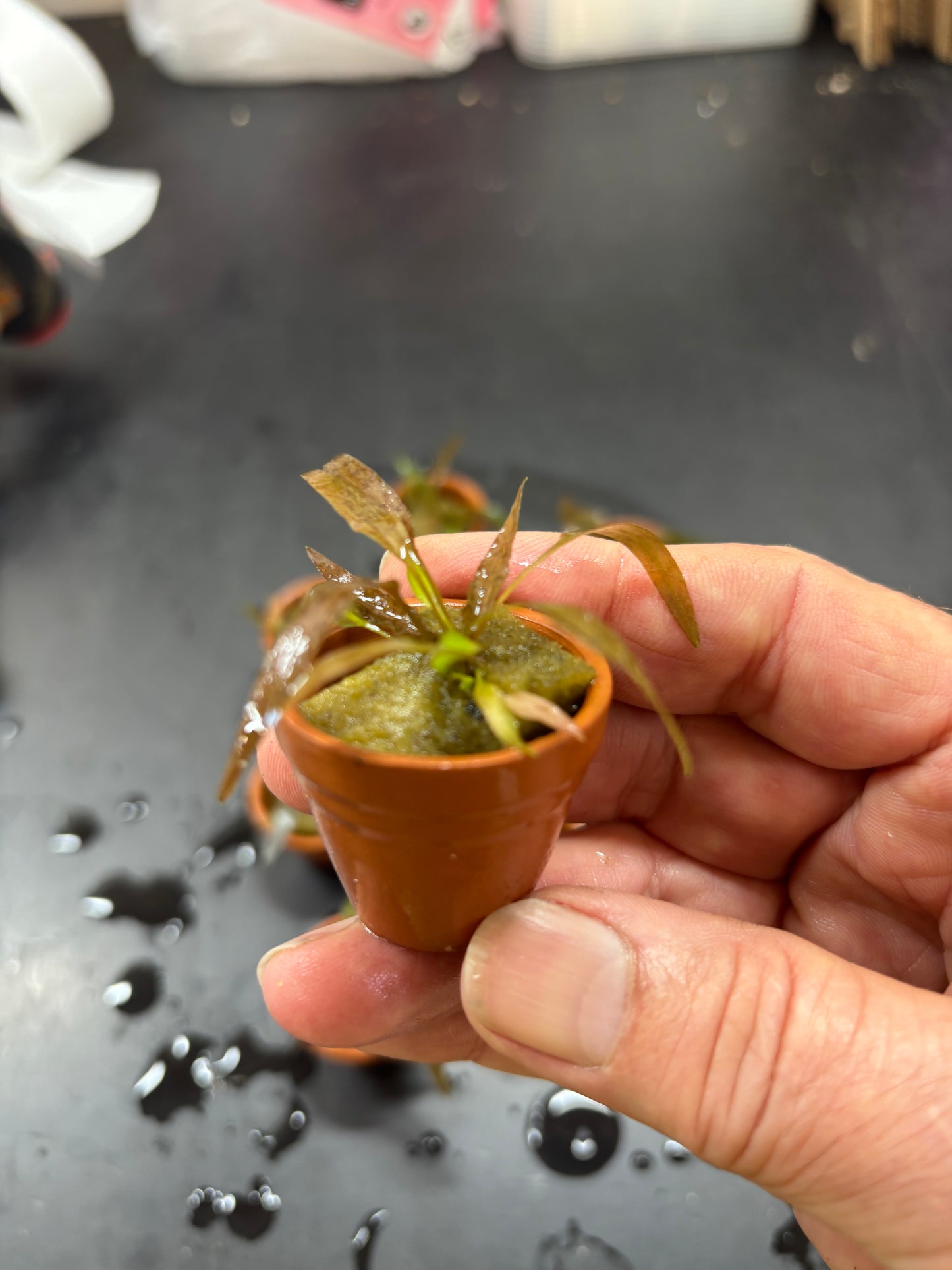 Cryptocoryne axelrodi terracotta x 10 Buy