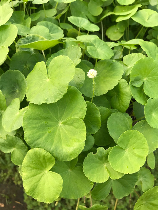 Cardamine leucocephala Giant Cardamine (Pennywort)