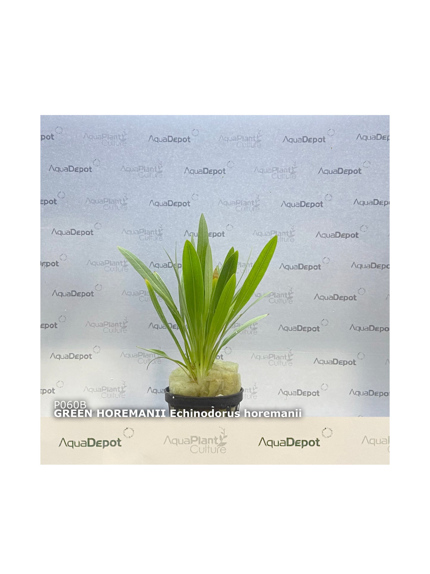 Echinodorus horemanii Green Horemanii