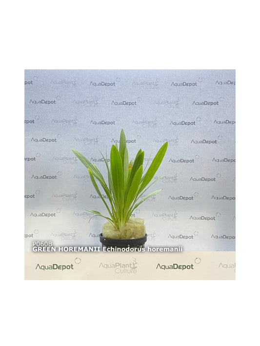 Echinodorus horemanii Green Horemanii
