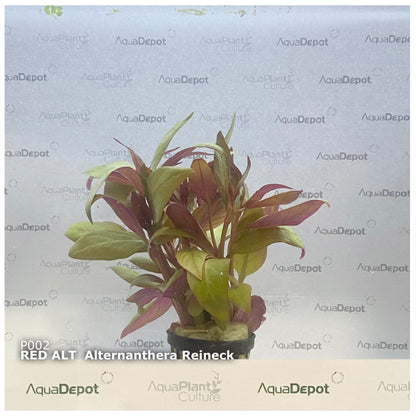 Alternanthera reineckii Red Alt