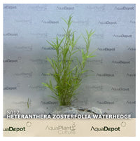Heteranthera zosterfolia (Waterhedge)