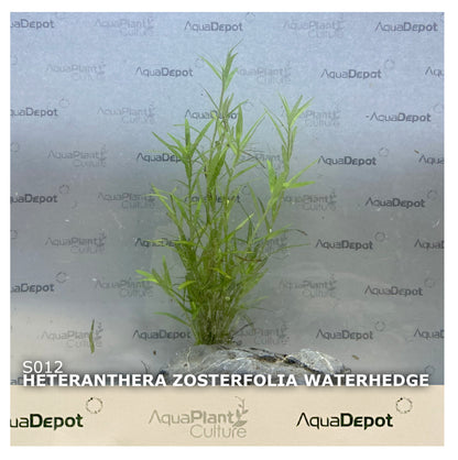 Heteranthera zosterfolia (Waterhedge)