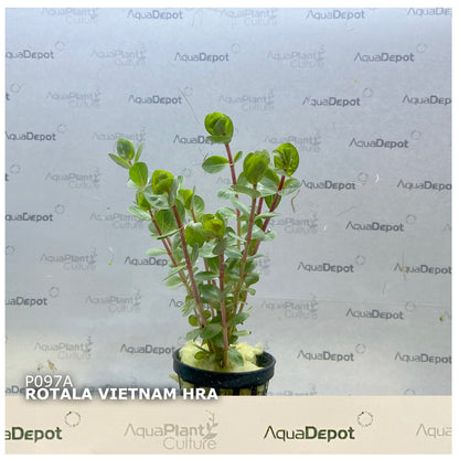 Rotala vietnam 'H'ra