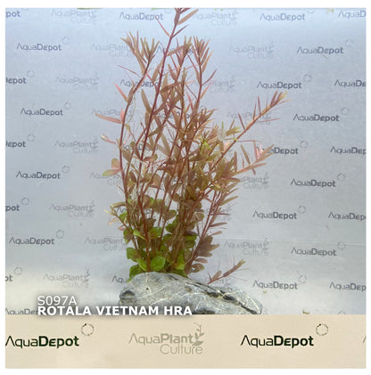 Rotala vietnam H'ra*