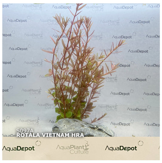 Rotala vietnam 'H'ra