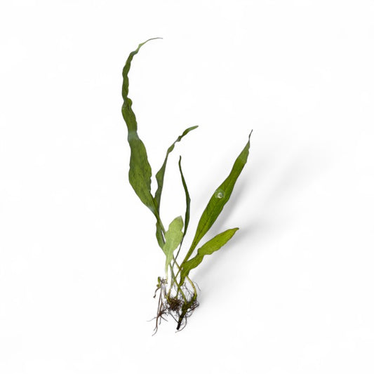 Microsorum pteropus Java Fern