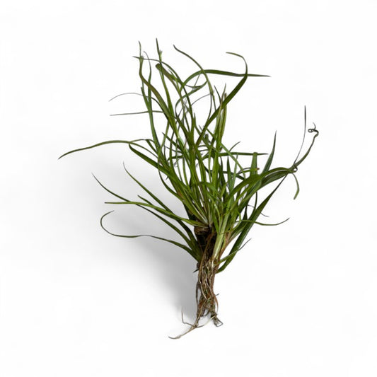 Juncus repens