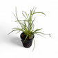 Juncus repens