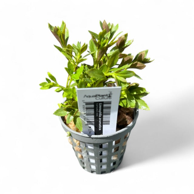 Limnophila aromatica 'Kalmantan mini'