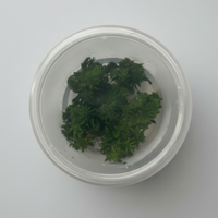 Tissue Culture Limnophila aromatica 'Kalimantan Mini'