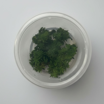 Tissue Culture Limnophila aromatica 'Kalimantan Mini'
