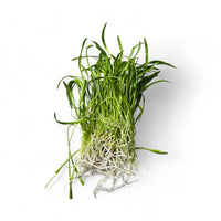 Lilaeopsis novaezelandiae (Micro Sword)