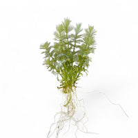Limnophila brownii