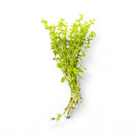 Lindernia rotundifolia