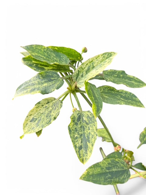 Echinodorus Marble Queen