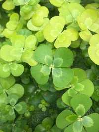 Marsilea drummondii