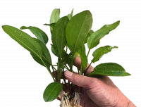 Echinodorus Melon Sword