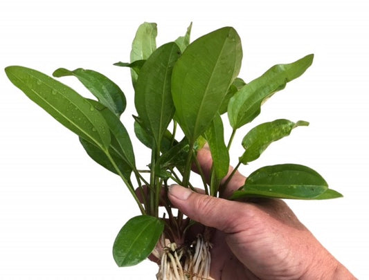 Echinodorus Melon Sword