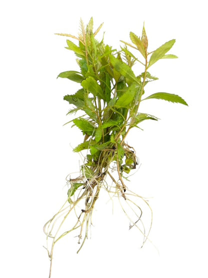 Mermaid Weed Proserpinaca palustris