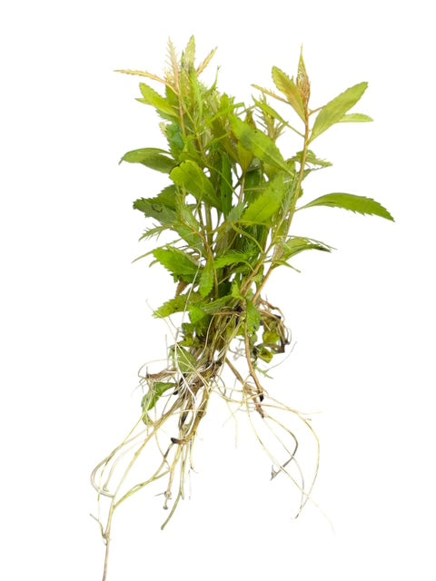 Mermaid Weed Proserpinaca palustris