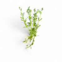 Bacopa monnieri