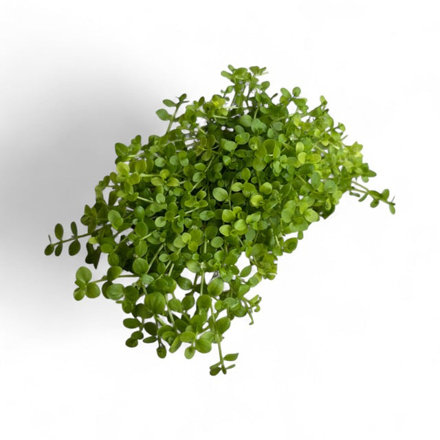 Micranthemum tweediei 'Monte Carlo'