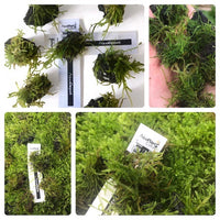 Moss Stone