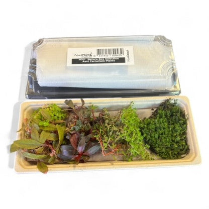 Natura Selection Box