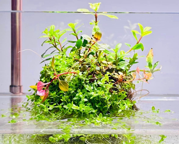 Natura Garden (wabi kusa)