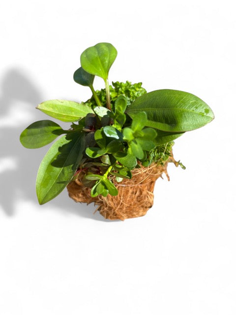 Natura Garden (wabi kusa)