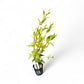 Nesea triflora