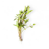 Nesea triflora