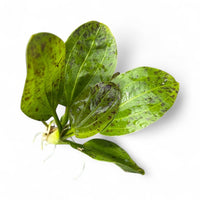Echinodorus Ozelot Green