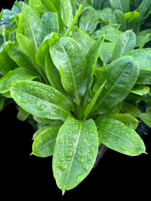 Samolus parviflorus green