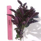 Hemigraphis exotica Purple Waffle