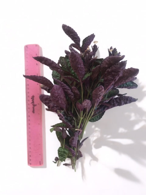 Hemigraphis exotica Purple Waffle