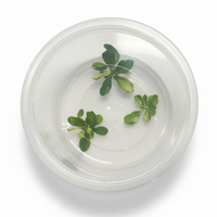 Tissue Culture Cup Bucephalandra pygmaea 'Wavy Green'